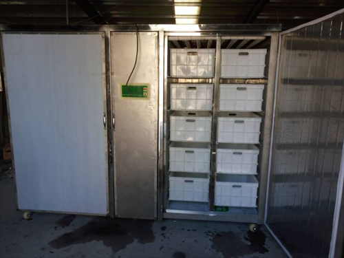 发往湖南娄底冷水江600斤全不锈钢豆芽机