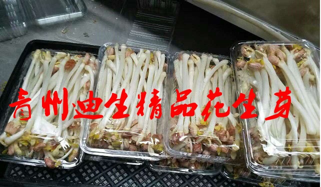 酒店订购新鲜花生芽
